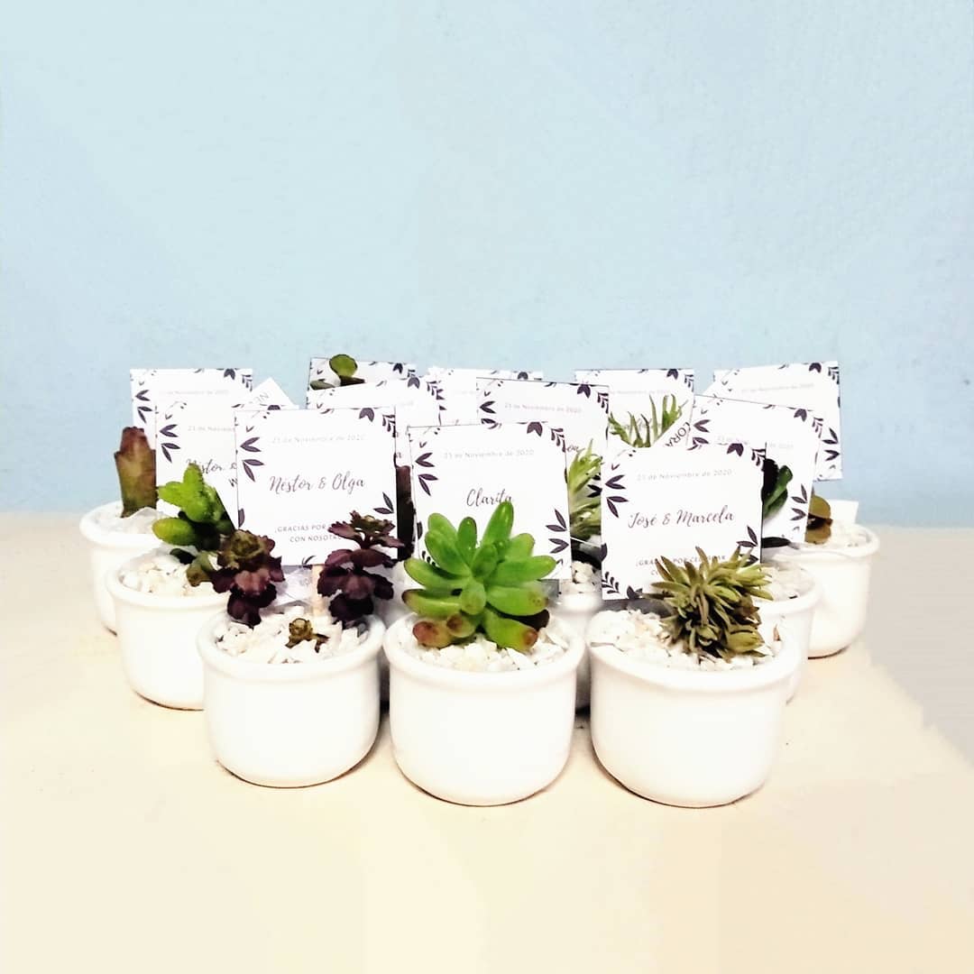 Suculentas para recordatorios macetas cerámica esmaltada ponchitas 4x5cm