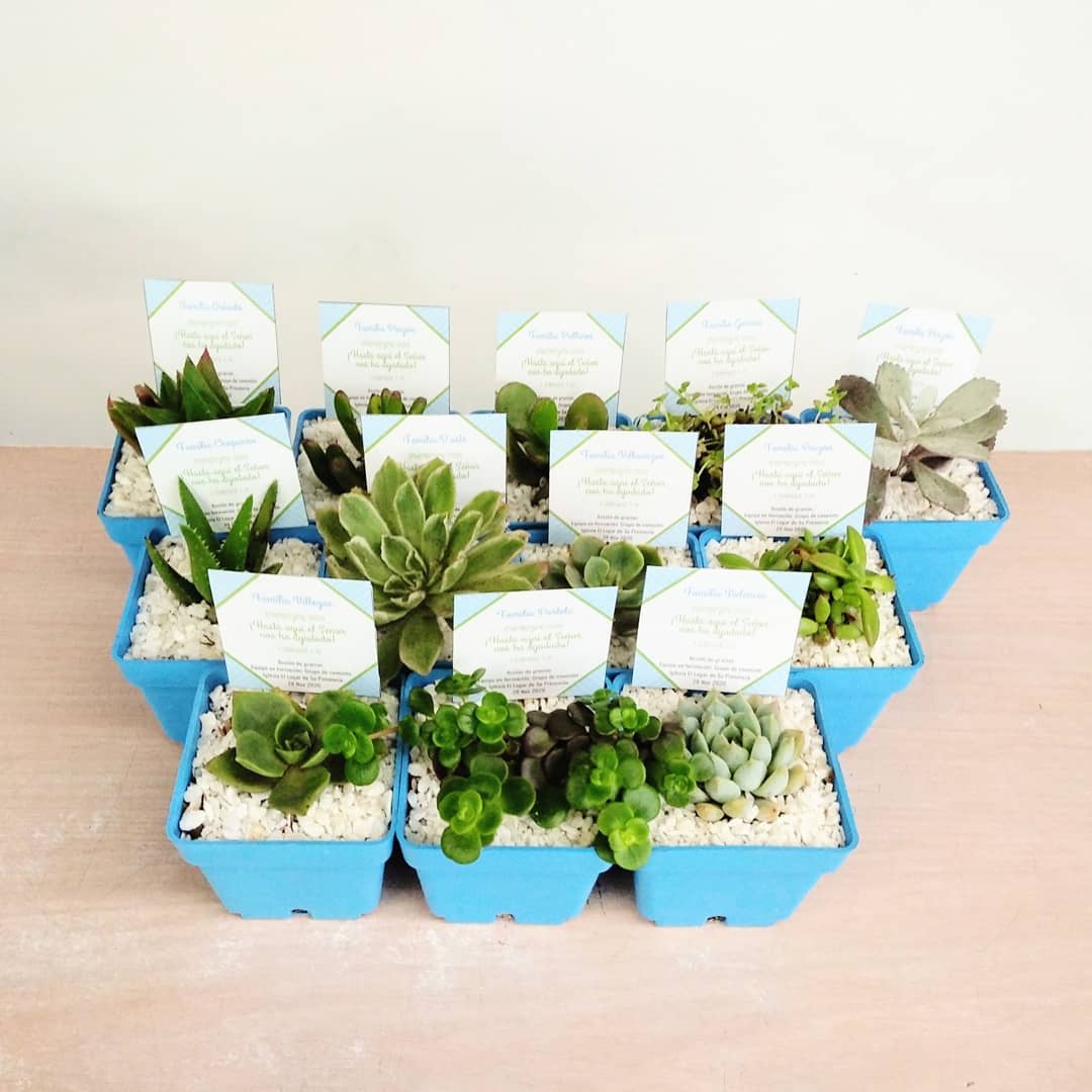 Souvenirs publicitarios plantas materas plásticas P7