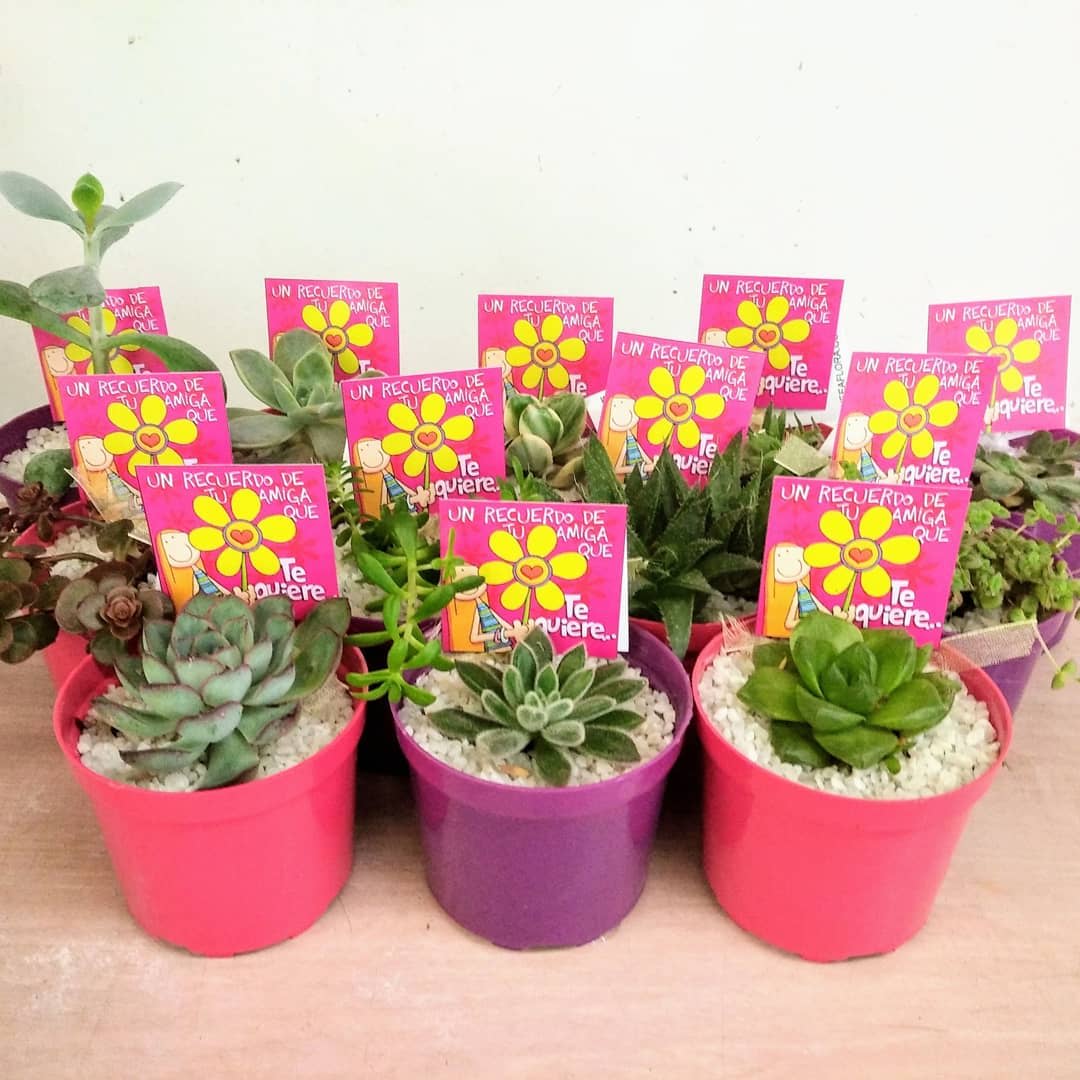 Detalles corporativos suculentas macetas plásticas P8