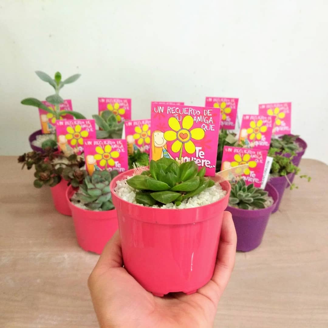 Suculentas para regalos matera plástica P8