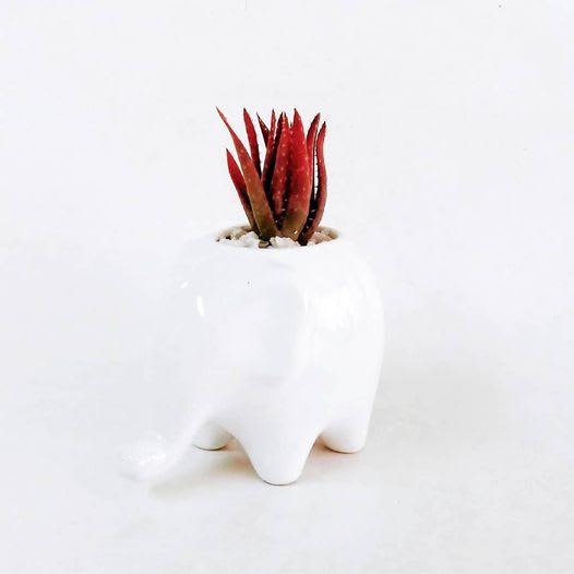 Regalos empresariales ecológicos plantas suculentas macetas cerámica elefante Neea Flora
