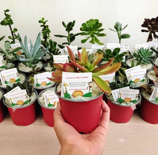 Regalos corporativos ecológicos Bogotá plantas suculentas matera plástica 9cm Neea Flora
