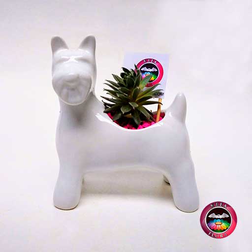 Suculenta matera cerámica animales perro Snowzer