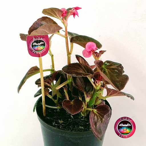 Planta Pichón Begonia 12cm matera plástica vivero zoom neea Flora