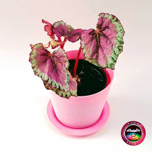 Begonia rex 10cm matera plástica Galena rosa diagonal