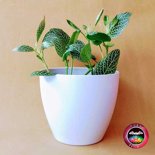 Planta abrecaminos Fittonia albivenis 14cm matera plástica vaso Lynn blanca frontal