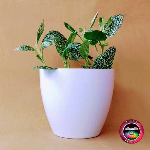 Planta abrecaminos Fittonia albivenis 14cm matera plástica vaso Lynn blanca lateral