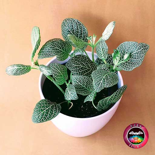 Planta abrecaminos Fittonia albivenis 14cm matera plástica vaso Lynn blanca superior