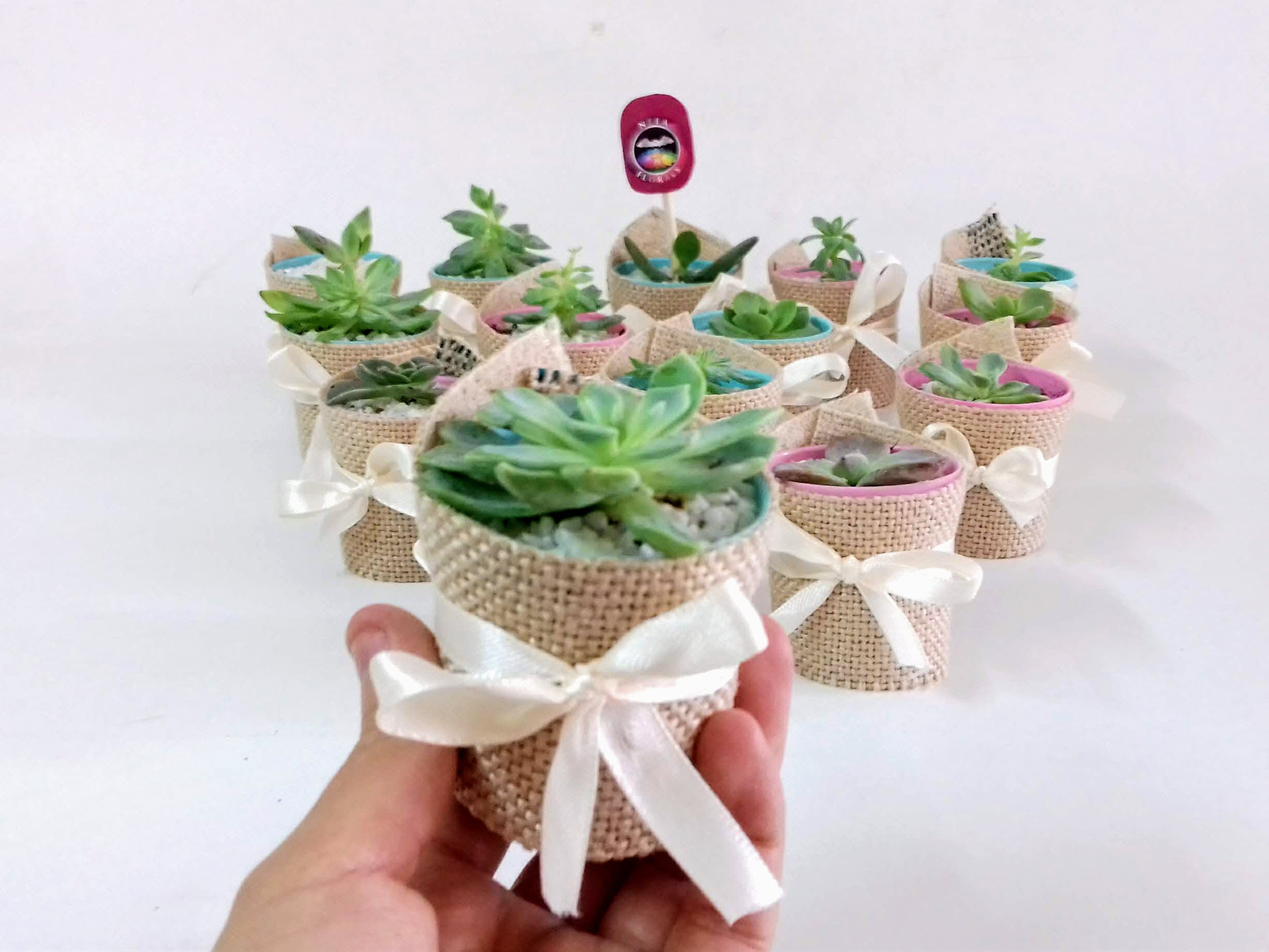 Suculentas matera plástica yute 5cm recordatorios
