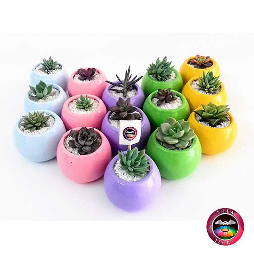 Suculentas recordatorios materas cerámica bolitas 5-7-10cm bola pequeña azul claro rosa púrpura verde amarilla Neea Flora