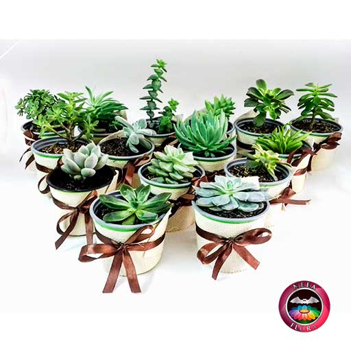 Suculentas matera plástica yute 9cm recordatorios diagonal Neea Flora