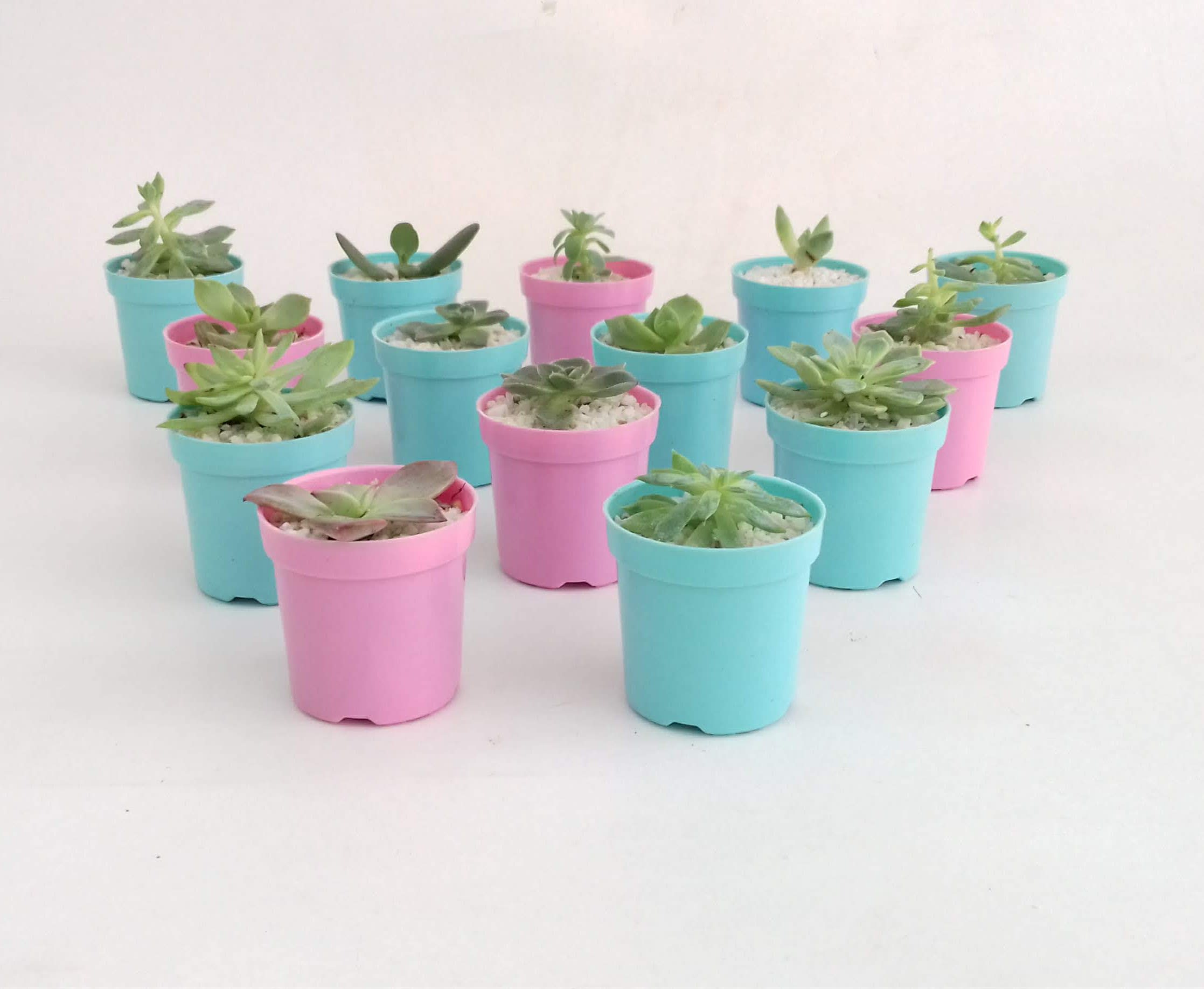 suculentas en materas plásticas 5cm recordatorios
