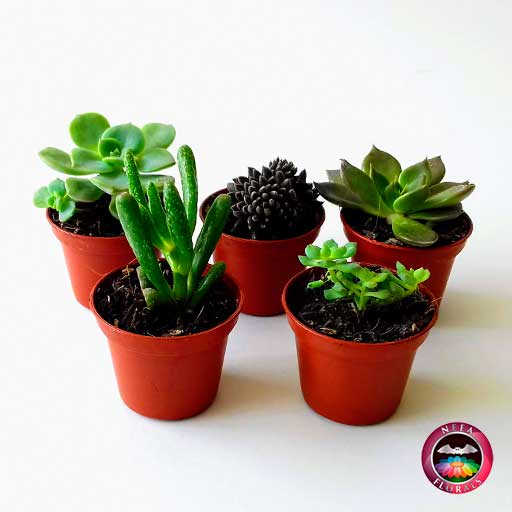 Plantas suculentas variadas 5cm materas plásticas terracota frontal Neea Flora