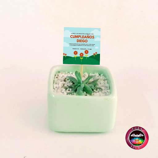 Suculentas recordatorios matera cerámica caja 7x4cm verde crema con tarjeta Neea Flora