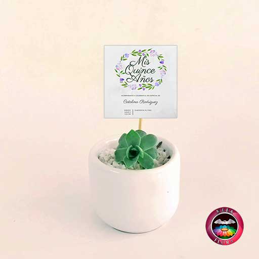 Suculentas recordatorios matera cerámica ponchera 5x4cm blanca con tarjeta Neea Flora