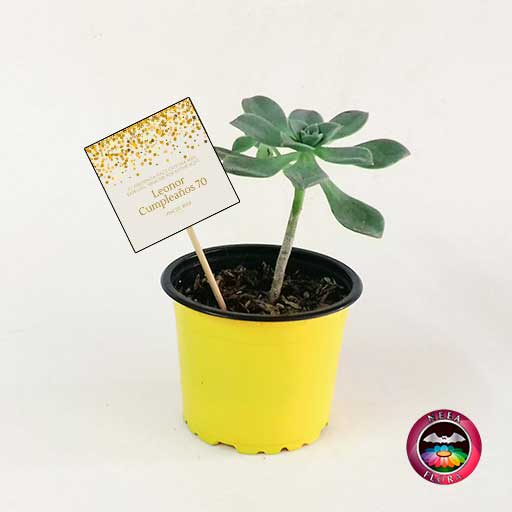 Suculentas recordatorios matera plástica 9cm colores amarilla con tarjeta Neea Flora