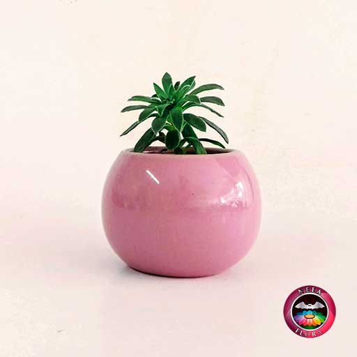 Recordatorio suculenta matera cerámica esmaltada bolita rosa Neea Flora