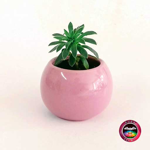 Suculenta recordatorio matera cerámica esmaltada bola 6x5cm rosa Neea Flora