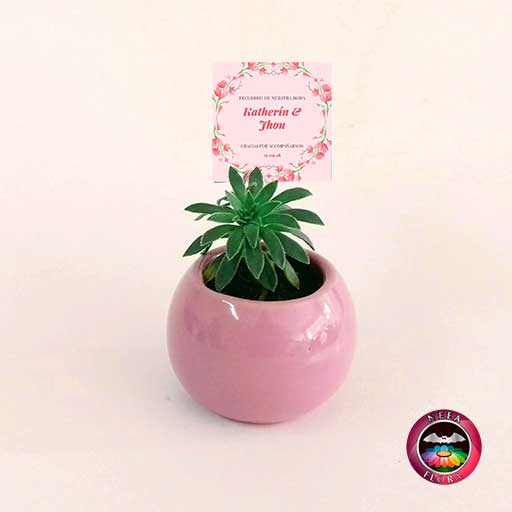 Suculentas recordatorios matera cerámica esmaltada bolita 6x5cm rosa con tarjeta Neea Flora
