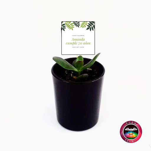 Suculentas recordatorios matera vidrio cilindro mini 7x8cm negro con tarjeta Neea Flora