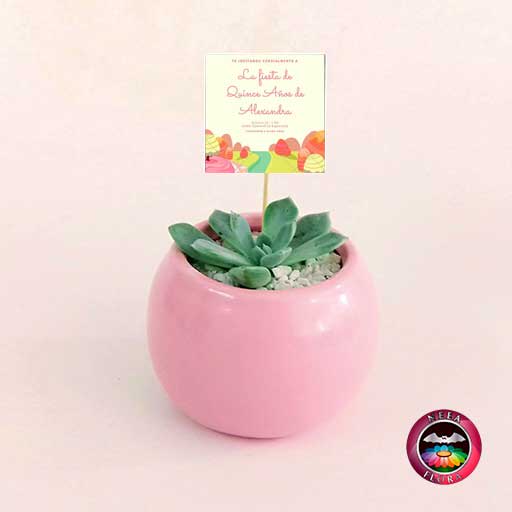 Suculentas recordatorios materas cerámica bolitas 5-7-10cm bola pequeña rosa con tarjeta Neea Flora