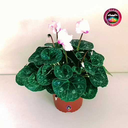 Planta Violeta de los alpes Cyclamen persicum 17cm rosa matera plástica yute superior Neea Flora