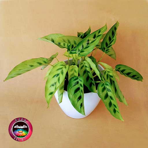 Planta mandamientos Calathea 14cm matera plástica vaso Lynn blanca diagonal