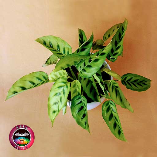 Planta mandamientos Calathea 14cm matera plástica vaso Lynn blanca superior