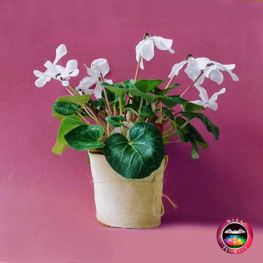 Venta de planta violeta de los alpes Cyclamen persicum flores blancas en matera plástica 17 cm con yute artesanal a domicilio en Bogotá vivero Neea Flora.