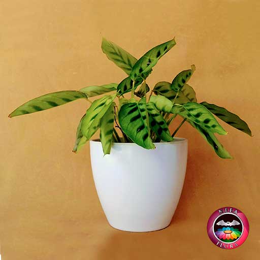 Planta mandamientos Calathea 14cm matera plástica vaso Lynn blanca lateral