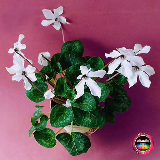 Venta de planta violeta de los alpes Cyclamen persicum flores blancas en matera plástica 17 cm a domicilio en Bogotá vivero Neea Flora.