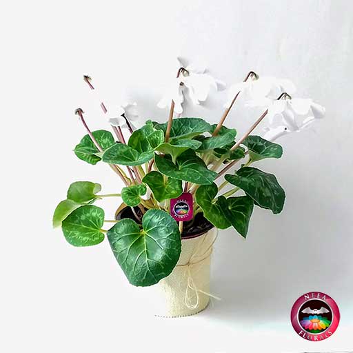 Comprar planta ciclamen Cyclamen persicum flores blancas en matera plástica 17 cm a domicilio en Bogotá vivero Neea Flora.