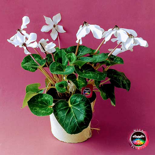 Comprar planta violeta de los alpes ciclamen flor blanca Cyclamen persicum matera plástica yute 17cm frontal Neea Flora