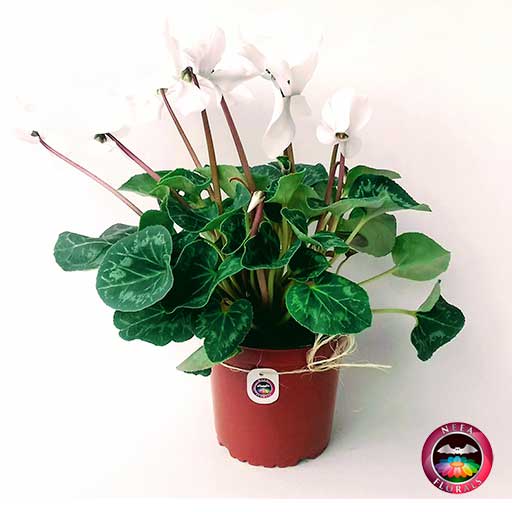 Comprar violeta de los alpes ciclamen Cyclamen persicum maceta plástica terracota 17 cm diagonal Neea Flora