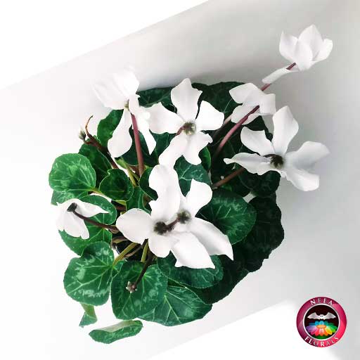 Comprar violeta de los alpes ciclamen Cyclamen persicum matera plástica terracota 17 cm superior Neea Flora