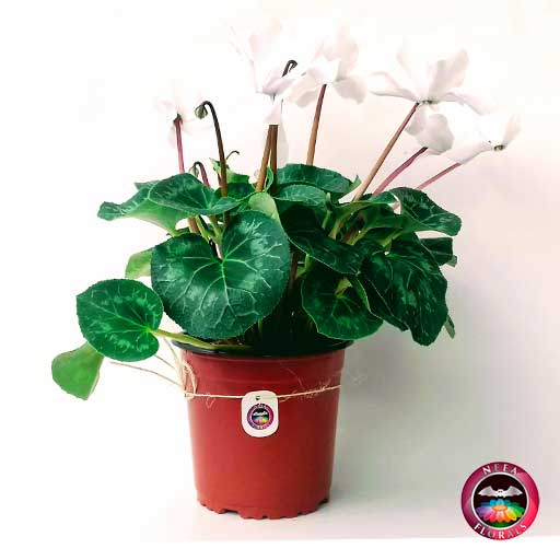 Comprar violeta de los alpes ciclamen Cyclamen persicum maceta plástica terracota 17 cm lateral Neea Flora