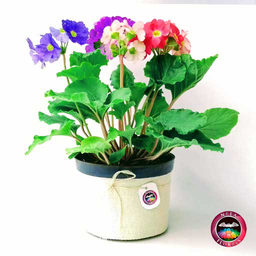 Comprar planta primavera trio prímula victoria roja rosa púrpura morada Primula obconica maceta plástica yute 14 cm lateral Neea Flora