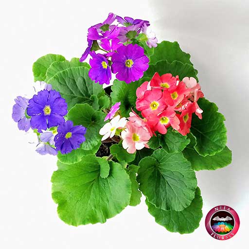 Comprar planta primavera trio prímula victoria roja rosa púrpura morada Primula obconica matera plástica yute 14 cm superior Neea Flora
