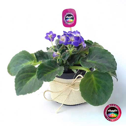 Planta violeta africana Saintpaulia flor rosa morada púrpura matera  plástica yute 10 cm • Neea Flora - Recordatorios y Regalos con Suculentas