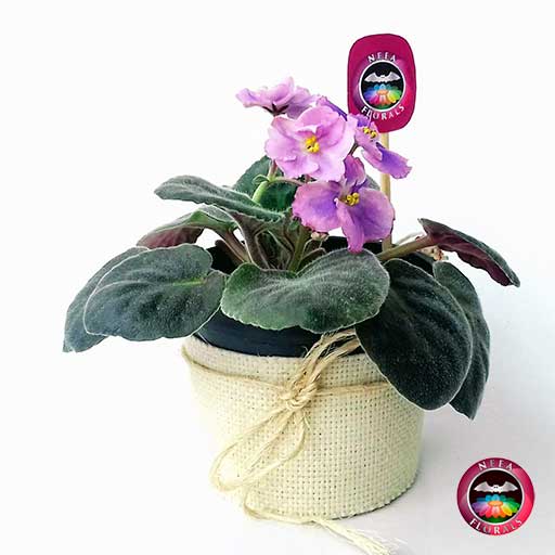 Planta violeta africana Saintpaulia flor rosa morada púrpura matera  plástica yute 10 cm • Neea Flora - Recordatorios y Regalos con Suculentas