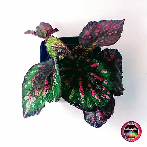 Begonia rex en matera plástica cuadrada lisa • Neea Flora - Recordatorios y  Regalos con Suculentas