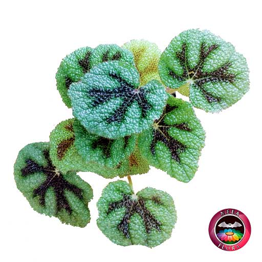Afelandra gruesa Aphelandra squarrosa 14cm matera plástica barril blanca superior