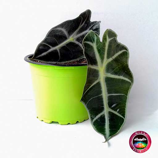 Planta Alocasia P-9 en maceta plástica verde frontal Neea Flora