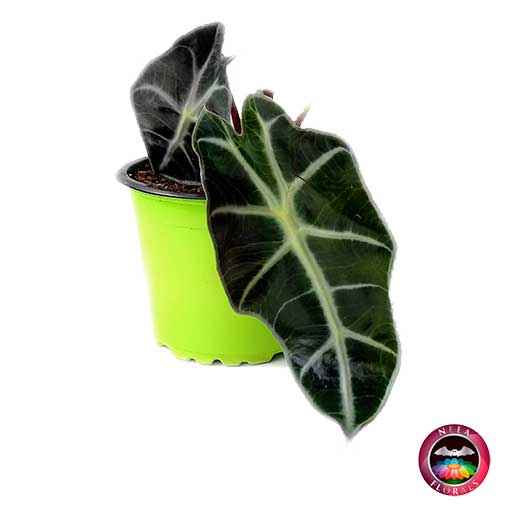 Planta Alocasia P-9 en maceta plástica verde diagonal Neea Flora