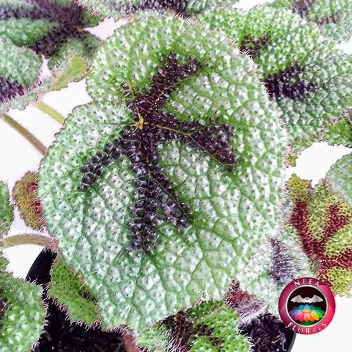 Begonia Cruz de Hierro Begonia masoniana zoom hojas Planta de Interior lateral Neea Flora