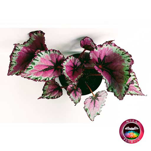 Begonia rex P-14 • Neea Flora - Recordatorios y Regalos con Suculentas