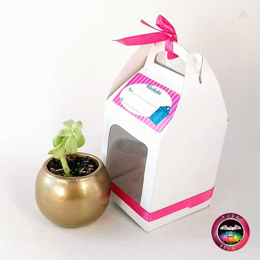 Hermosas suculentas en matera cerámica bola mini 7cm caja blanca diagonal Neea Flora