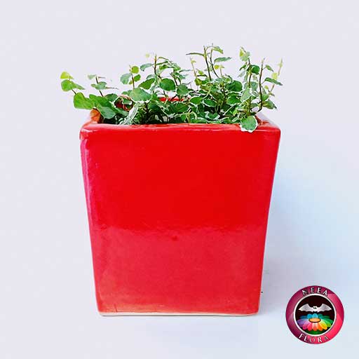 Ficus rastrero Ficus pumila 10cm matera cerámica cubo Eliza roja frontal