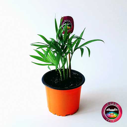 Palma bella Chamaedorea elegans 9cm matera plástica colores naranja frontal Neea Flora