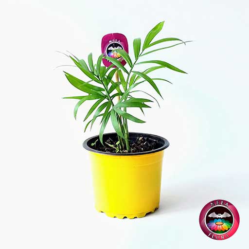 Palma bella Chamaedorea elegans 9cm matera plástica colores lateral Neea Flora
